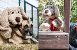 Para solicitar estas pláticas, se debe hacer con anticipación vía telefónica o inbox en el Facebook del &quot;Centro de Control y Bienestar Animal de Toluca&quot;