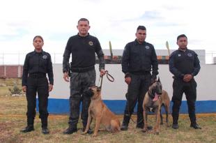 Alfa y Omega, adscritos a la primera “Unidad Canina de Temoaya”