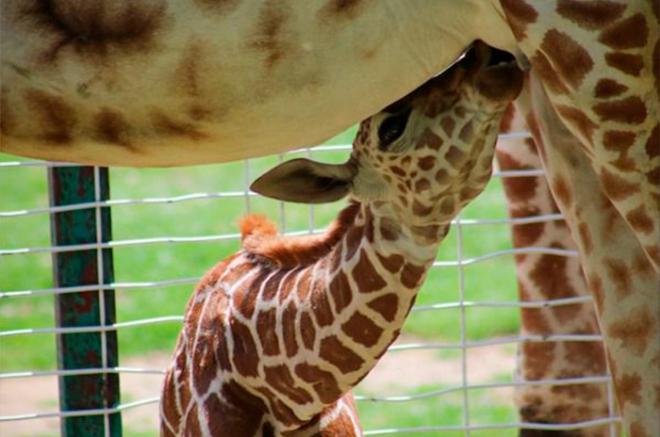 Continúa creciendo la familia de megavertebrados gracias a su Programa de Reproducción y Conservación de Especies