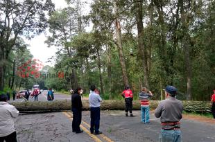 #Video: ¡Precaución! Se desploma árbol de 30 metros y bloquea la Toluca-Villa Victoria