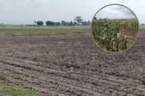 La sequía afecta alrededor de 600 hectáreas de cultivos en municipios del sur del Estado de México.