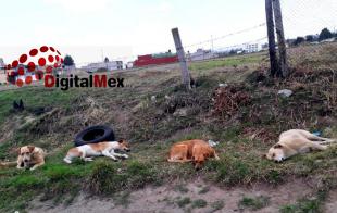 En pandemia se pasó de seis a 12 reportes diarios, es decir se duplicó y en algunos casos hasta 35% crecieron las denuncias sobre agresiones de perros o maltrato animal.