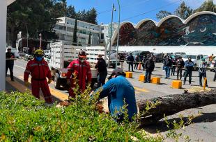 Personal de la Universidad Autónoma del Estado de México (UAEMéx) y de Protección Civil y Bomberos de Toluca lo retiraron