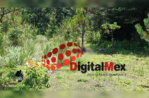 Se trataba de un hombre de aproximadamente 70 años, cuyo cuerpo fue encontrado entre la maleza por personas que caminaban por la zona boscosa.