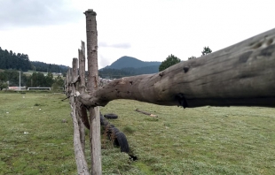 #Ixtlahuaca: abandonan cuerpo sin vida en terreno baldío