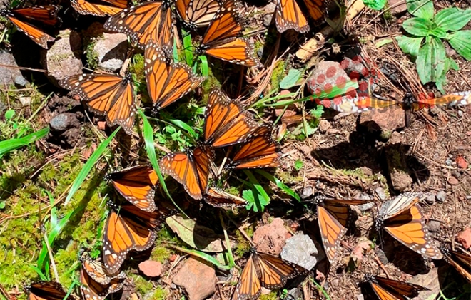 Inicia arribo de la mariposa Monarca al #EstadoDeMéxico
