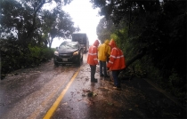 Lluvias provocan caída de árbol en carretera de #Tejupilco