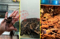Villafon Exotics, ubicado en el municipio de Metepec