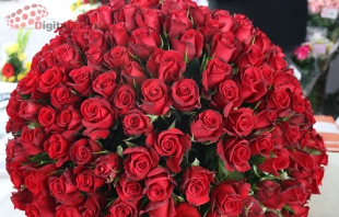 Esperan ventas por 600 millones en flores para el día del amor y la amistad