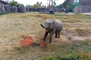 Bireki pertenece a la especie Elephas Maximus y es la única elefanta de su tipo que ha nacido en México.