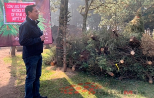 Reciclarán 300 mil pinos navideños para juguetes y abono: Probosque