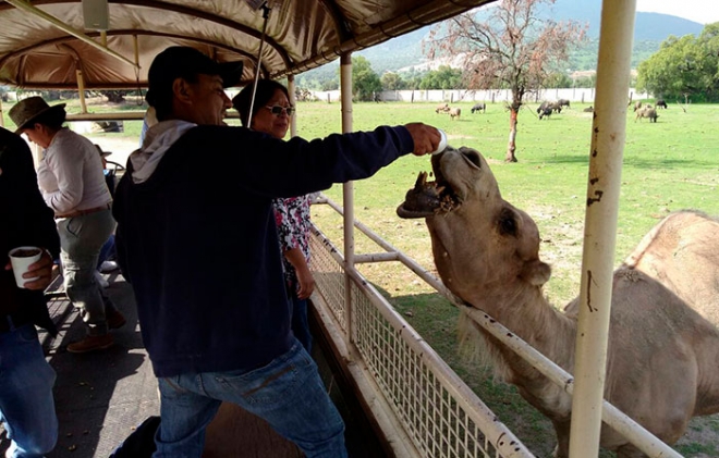 Desayuno Safari, nueva experiencia en Teotihuacan