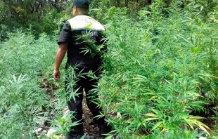 Aseguran sembradíos con marihuana