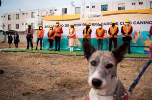 Aquí aprenderán a convivir con sus mascotas y a cuidar de ellas