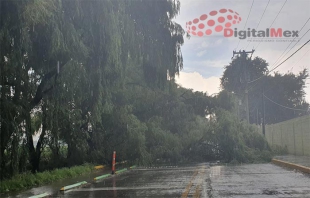 Metepec: cae árbol en la entrada de condado del Valle y Foresta; no hay paso