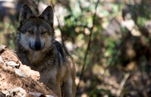 Trabaja Edomex para salvar de la extinción al lobo gris