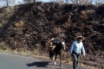 A pesar de la falta de un censo actualizado, estos animales siguen siendo esenciales en municipios de topografía accidentada como Tlatlaya, Amatepec y Luvianos