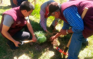 Cierra Toluca reforestación 2017; siembran 5 mil árboles