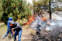 El Gobierno municipal llama a la población a reportar cualquier incendio al número 911 para que las brigadas contra incendios puedan intervenir de inmediato.