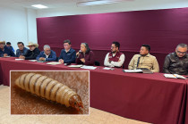 Autoridades estatales y federales mantienen alerta preventiva tras detectar una gusanera en una cabra en Tlatlaya.