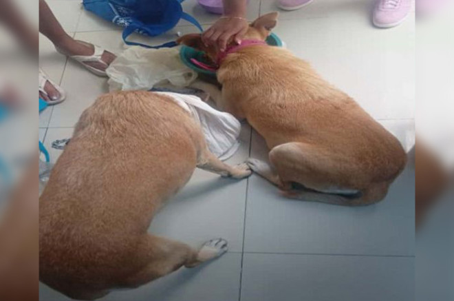 Perros rescatados en en la colonia Lomas de Tepeolulco.