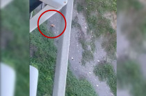 La leona fue captada caminando por la playa