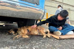 “Barbitas” es un perrito que merodeaba la Central de Abasto de Toluca 