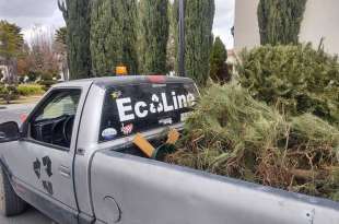 ¿Quieres deshacerte de tu árbol navideño? Ellos lo recogen en tu domicilio