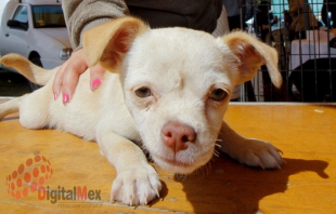 Si no lo van a cuidar, no regales un perro