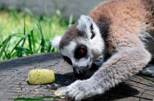 Zoológico Zacango