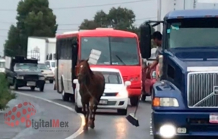 Sorprendente: Caballo detiene tráfico en la México-Toluca