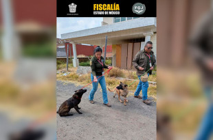 Al ser revisadas por personal veterinario, una de ellas fue diagnosticada con fractura en fase de reparación, exudado sanguinolento y olor fétido