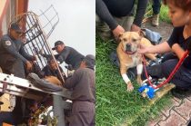 Protección Civil y policía de Ecatepec durante el rescate de un perro atrapado en una ventana en Las Américas.