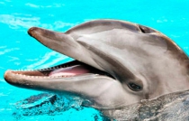 Aprueban decreto pro delfines; prohiben espectáculos con ellos