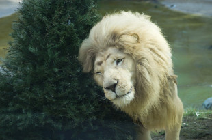 Los árboles benefician la estimulación del comportamiento natural de distintas especies, con lo que favorecen su bienestar físico y emocional.