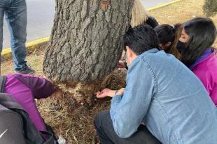 #Toluca: Dan seguimiento a caso de árboles dañados en Paseo Tollocan