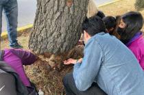 #Toluca: Dan seguimiento a caso de árboles dañados en Paseo Tollocan
