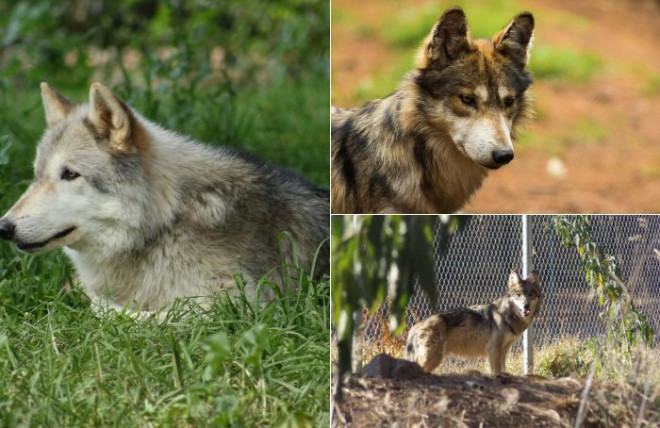 El Gobierno del Estado de México reafirma su liderazgo en la protección de esta fauna emblemática.