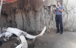 Hallan restos de 14 mamuts dentro de una trampa artificial en Tultepec