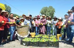 Este producto es 100% orgánico, lo que permite venderlo a un mejor precio en el mercado.