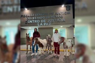 Cuatro equinos fueron liberados tras denuncia en redes sociales y acción conjunta de la FGJEM.