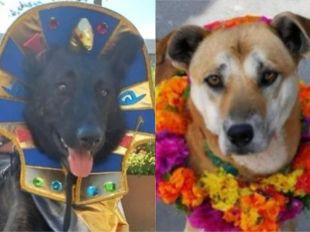 Caninos en celebración por el Día de Muertos