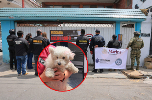 Autoridades aseguraron una supuesta veterinaria en Ciudad Azteca, Ecatepec, donde rescataron 19 perros y seis gatos.