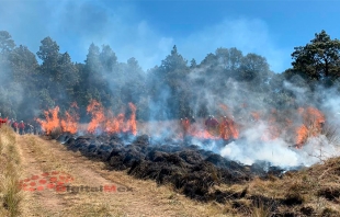 #Probosque combate incendios forestales en seis municipios