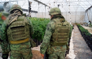 Aseguran invernadero de marihuana en los límites de Zumpango y Hueypoxtla
