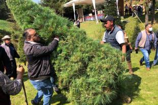 Video #Xonacatlán: Productores de árboles de Navidad aspiran a duplicar ventas