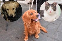 La nueva Ley de Protección, Cuidado y Bienestar Animal del Estado de México entró en vigor este 16 de junio e incorpora el registro obligatorio de mascotas, nuevas obligaciones para propietarios y sanciones más severas contra el maltrato animal.