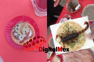 Tacos exóticos de insectos, una de las propuestas más llamativas de la granja Yasat