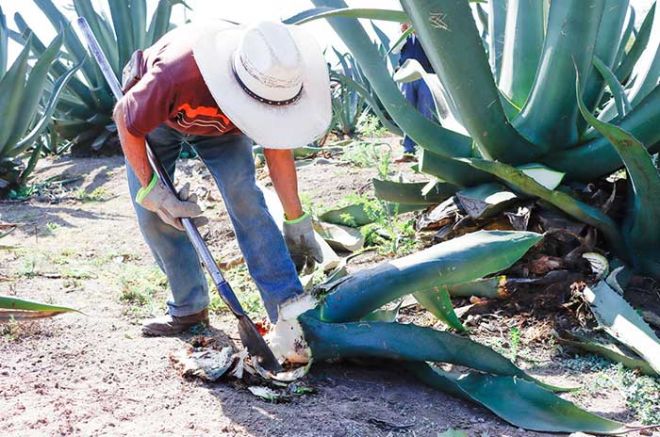 Se consolida campo mexiquense a nivel nacional