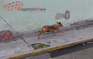 Ataca otra jauría en Toluca; mujer de 51 años es mordida por perros en Toluca
